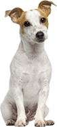 a feist dog