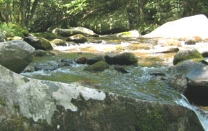 a close view of a stream near Elkmont, Tennessee