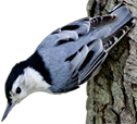 A white-breasted nuthatch